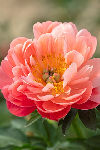 KELWAYS_SOMERSET_CLOSE_UP_PORTRAIT_OF_PINK_FLOWERS_OF_PEONY_PAEONIA_CORAL_SUNSET_FLOWERING_BLOOMING_