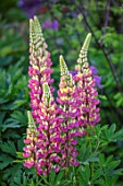FONTHILL HOUSE GARDENS: SPRING, MAY, CLOSE UP OF PINK LUPINS
