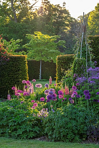 FONTHILL_HOUSE_GARDENS_SPRING_MAY_ENGLISH_COUNTRY_GARDENS_LAWN_BORDERS_WITH_ALLIUM_PURPLE_SENSATION_