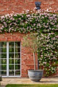MORTON HALL GARDENS, WORCESTERSHIRE: SOUTH GARDEN, PINK FLOWERS OF CLIMBING ROSE - ROSA CECILE BRUNNER, ROSES, CLIMBERS, WALLS, MAY