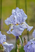 MORTON HALL GARDENS, WORCESTERSHIRE: SPRING, MAY, PALE BLUE, PURPLE FLOWERS OF IRIS TIDES IN, FLOWERING, BLOOMS, BLOOMING