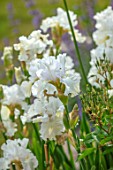 MORTON HALL GARDENS, WORCESTERSHIRE: SPRING, MAY, WHITE FLOWERS OF TALL BEARDED IRIS MESMERIZER, FLOWERING, BLOOMS, BLOOMING