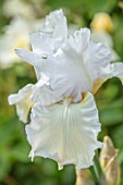 MORTON HALL GARDENS, WORCESTERSHIRE: SPRING, MAY, WHITE FLOWERS OF TALL BEARDED IRIS MESMERIZER, FLOWERING, BLOOMS, BLOOMING