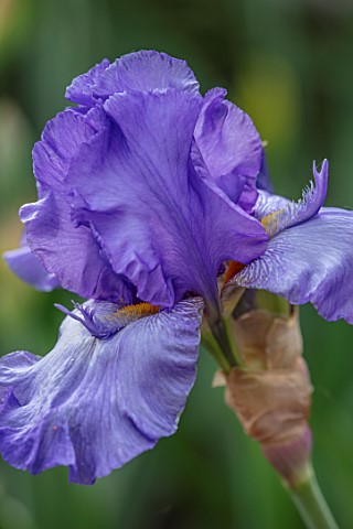 MORTON_HALL_GARDENS_WORCESTERSHIRE_SPRING_MAY_BLUE_PURPLE_FLOWERS_OF_TALL_BEARDED_IRIS_ABOVE_THE_CLO