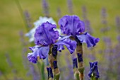 MORTON HALL GARDENS, WORCESTERSHIRE: SPRING, MAY, BLUE, PURPLE, FLOWERS OF TALL BEARDED IRIS ABOVE THE CLOUDS, FLOWERING, BLOOMS, BLOOMING