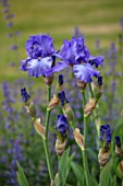 MORTON HALL GARDENS, WORCESTERSHIRE: SPRING, MAY, BLUE, PURPLE, FLOWERS OF TALL BEARDED IRIS ABOVE THE CLOUDS, FLOWERING, BLOOMS, BLOOMING