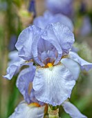 MORTON HALL GARDENS, WORCESTERSHIRE: SPRING, MAY, PALE BLUE, PURPLE FLOWERS OF IRIS TIDES IN, FLOWERING, BLOOMS, BLOOMING