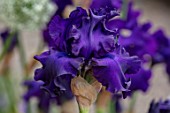 MORTON HALL GARDENS, WORCESTERSHIRE: SPRING, MAY, DARK BLUE, PURPLE, FLOWERS OF TALL, BEARDED IRIS SPECIAL FEATURE, FLOWERING, BLOOMS, BLOOMING
