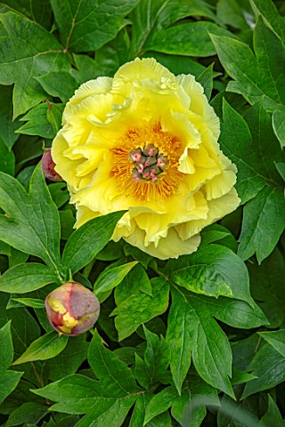 MORTON_HALL_WORCESTERSHIRE_CLOSE_UP_PLANT_PORTRAIT_OF_YELLOW_FLOWER_OF_PEONY__PAEONIA_INTERSECTIONAL