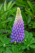 MORTON HALL, WORCESTERSHIRE: CLOSE UP PLANT PORTRAIT OF PALE PURPLE, BLUE FLOWER OF LUPIN, LUPINUS PERSIAN SLIPPER, PETALS, PERENNIALS