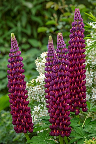 MORTON_HALL_WORCESTERSHIRE_CLOSE_UP_PLANT_PORTRAIT_OF_PURPLE_DARK_BLUE_RED_FLOWER_OF_LUPIN_LUPINUS_M