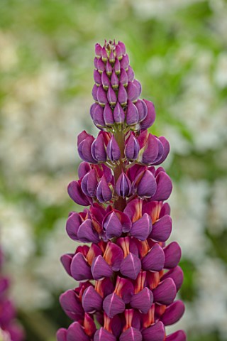MORTON_HALL_WORCESTERSHIRE_CLOSE_UP_PLANT_PORTRAIT_OF_PURPLE_DARK_BLUE_RED_FLOWER_OF_LUPIN_LUPINUS_M