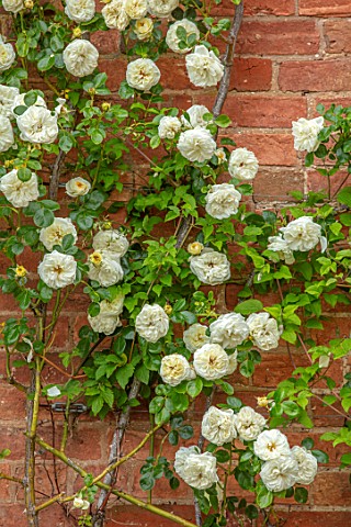 MORTON_HALL_WORCESTERSHIRE_CLOSE_UP_PLANT_PORTRAIT_OF_PALE_YELLOW_CREAMY_WHITE_FLOWERS_OF_ROSE_ROSA_
