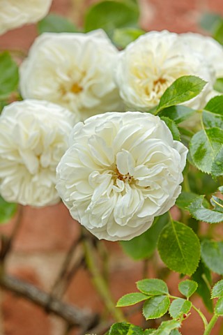 MORTON_HALL_WORCESTERSHIRE_CLOSE_UP_PLANT_PORTRAIT_OF_PALE_YELLOW_CREAMY_WHITE_FLOWERS_OF_ROSE_ROSA_