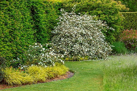 COTTAGE_ROW_DORSET_BORDER_WITH_WHITE_FLOWERS_OF_WILD_ROSE_ROSA_SPINOSISSIMA_YELLOW_FLOWERS_OF_GRASSE