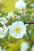 COTTAGE ROW, DORSET: WHITE FLOWERS OF WILD ROSE, ROSA SPINOSISSIMA, FLOWERING, BLOOMS, BLOOMING, SUMMER