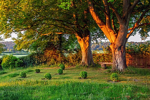 ORDNANCE_HOUSE_WILTSHIRE_MAY_SPRING_TREES_WOODEN_BENCH_SEAT_BOX_BALLS_MORNING_LIGHT_SUNRISE