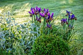ORDNANCE HOUSE, WILTSHIRE: BORDER WITH STACHYS AND DUTCH IRIS EYE OF THE TIGER, PURPLE, FLOWERS, FLOWERING, MAY, SPRING