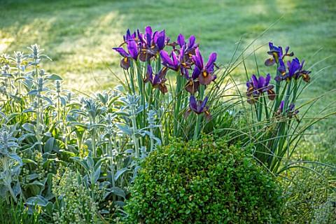 ORDNANCE_HOUSE_WILTSHIRE_BORDER_WITH_STACHYS_AND_DUTCH_IRIS_EYE_OF_THE_TIGER_PURPLE_FLOWERS_FLOWERIN