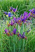 ORDNANCE HOUSE, WILTSHIRE: BORDER WITH DUTCH IRIS EYE OF THE TIGER, PURPLE, FLOWERS, FLOWERING, MAY, SPRING