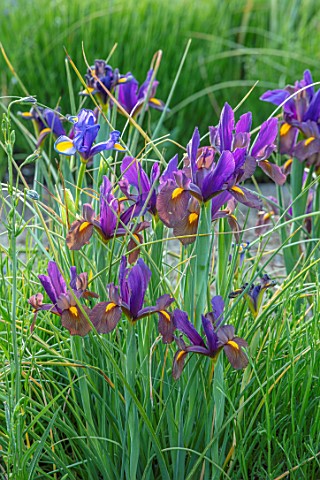 ORDNANCE_HOUSE_WILTSHIRE_BORDER_WITH_DUTCH_IRIS_EYE_OF_THE_TIGER_PURPLE_FLOWERS_FLOWERING_MAY_SPRING