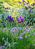 ORDNANCE HOUSE, WILTSHIRE: BORDER WITH STACHYS, CHIVES AND DUTCH IRIS EYE OF THE TIGER, PURPLE, FLOWERS, FLOWERING, MAY, SPRING