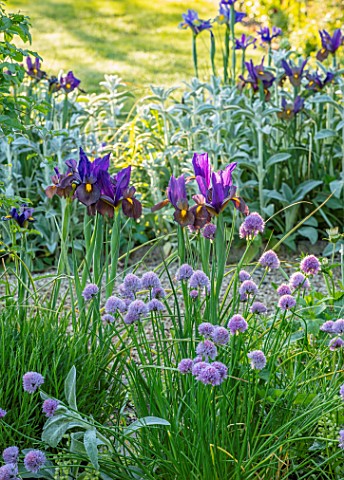 ORDNANCE_HOUSE_WILTSHIRE_BORDER_WITH_STACHYS_CHIVES_AND_DUTCH_IRIS_EYE_OF_THE_TIGER_PURPLE_FLOWERS_F