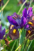 ORDNANCE HOUSE, WILTSHIRE: CLOSE UP OF DUTCH IRIS EYE OF THE TIGER, PURPLE, FLOWERS, FLOWERING, MAY, SPRING