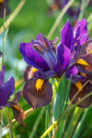 ORDNANCE_HOUSE_WILTSHIRE_CLOSE_UP_OF_DUTCH_IRIS_EYE_OF_THE_TIGER_PURPLE_FLOWERS_FLOWERING_MAY_SPRING