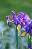 ORDNANCE HOUSE, WILTSHIRE: CLOSE UP OF DUTCH IRIS EYE OF THE TIGER, PURPLE, YELLOW, FLOWERS, FLOWERING, MAY, SPRING
