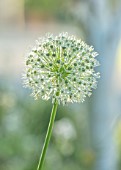 ORDNANCE HOUSE, WILTSHIRE: CLOSE UP WHITE FLOWERS OF ALLIUM MOUNT EVEREST, FLOWERS, FLOWERING, MAY, SPRING, BULBS