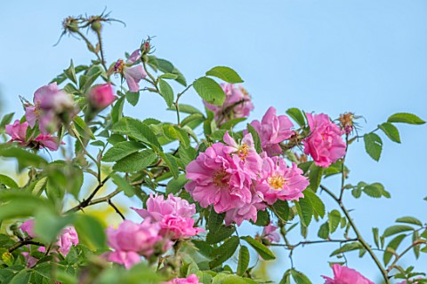 MORTON_HALL_GARDENS_WORCESTERSHIRE_CLOSE_UP_OF_PINK_FLOWERS_OF_ROSE__ROSA_POMIFERA_SYN_ROSA_VILLOSA_