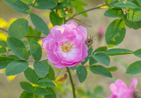 MORTON_HALL_GARDENS_WORCESTERSHIRE_CLOSE_UP_OF_PINK_FLOWERS_OF_ROSE__ROSA_POMIFERA_SYN_ROSA_VILLOSA_