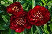 MORTON HALL GARDENS, WORCESTERSHIRE: CLOSE UP OF DARK RED, YELLOW FLOWERS OF PEONY, PAEONIA BUCKEYE BELLE, CLIMBING, SPRING, MAY, PERENNIALS