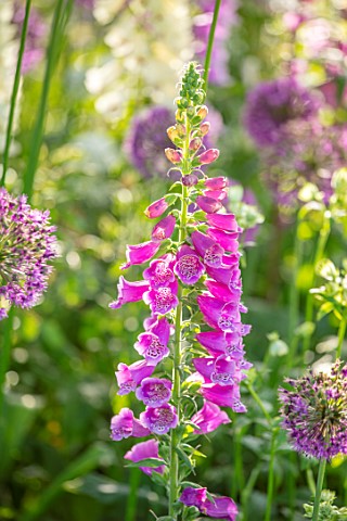ORDNANCE_HOUSE_WILTSHIRE_CLOSE_UP_OF_FOXGLOVES_DIGITALIS_CAMELOT_ROSE_MAY_SPRING
