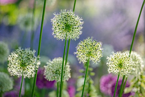 ORDNANCE_HOUSE_WILTSHIRE_CLOSE_UP_OF_WHITE_FLOWERS_OF_ALLIUM_MOUNT_EVEREST_WHITE_MAY_BULBS_SPRING