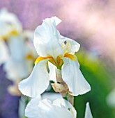 ORDNANCE HOUSE, WILTSHIRE: CLOSE UP OF WHITE, YELLOW, FLOWERS OF IRIS GUDRUN, WHITE, MAY, SPRING