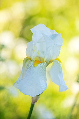 ORDNANCE_HOUSE_WILTSHIRE_CLOSE_UP_OF_WHITE_YELLOW_FLOWERS_OF_IRIS_GUDRUN_WHITE_MAY_SPRING