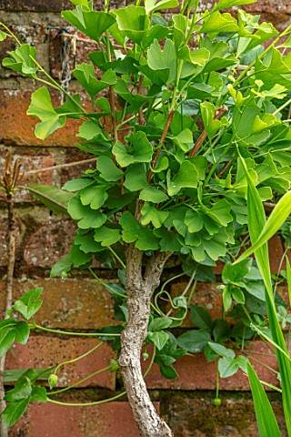 MARK_GRIFFITHS_GARDEN_OXFORD_CLOSE_UP_OF_GREEN_LEAVES_FOLIAGE_OF_GINGKO_BILOBA_WALL_TREES