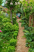 MARK GRIFFITHS GARDEN, OXFORD: PATH, BLUE CHAIR, LILIUM REGALE, UNNAMED ROSE FOUND ON JAPANESE MOUNTAIN, CLIPPED TOPIARY CUBES OF BUXUS MICROPHYLLA FAULKNER, SEATS, SEATING