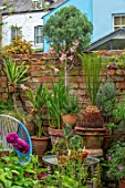 MARK GRIFFITHS GARDEN, OXFORD: WALL, PLANT STAND, TERRACOTTA CONTAINERS, CYCAS PANZHIHUAENSIS, CUPRESSUS ARIZONICA VAR. GLAUCA, BLUE CHAIR, SEAT, TOWN, GARDEN