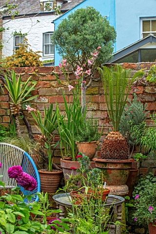 MARK_GRIFFITHS_GARDEN_OXFORD_WALL_PLANT_STAND_TERRACOTTA_CONTAINERS_CYCAS_PANZHIHUAENSIS_CUPRESSUS_A