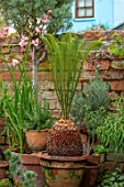 MARK GRIFFITHS GARDEN, OXFORD: WALL, PLANT STAND, TERRACOTTA CONTAINERS, CYCAS PANZHIHUAENSIS, TOWN, GARDEN, CHINA, CHINESE, FOLIAGE, LEAVES, EXOTIC, TROPICAL, RARE, CYCADS