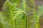 MARK GRIFFITHS GARDEN, OXFORD: YOUNG, EMERGING GREEN, LEAVES, FOLIAGE OF CYCAS PANZHIHUAENSIS, CHINA, CHINESE, EXOTIC, TROPICAL, RARE, CYCADS