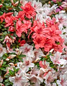 MARK GRIFFITHS GARDEN, OXFORD: PINK, RED, WHITE, CREAM, FLOWERS OF RHODODENDRON MATSUSHIMA, A SATSUKI AZALEA CULTIVAR FROM JAPAN, FIRST RECORDED IN 17TH CENTURY