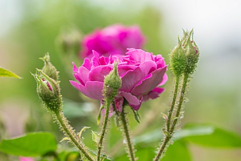 MARK_GRIFFITHS_GARDEN_OXFORD_CLOSE_UP_PINK_FLOWERS_OF_ROSE_ROSA_WILLIAM_LOBB_SHRUBS_ROSES