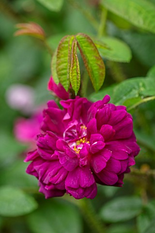 MARK_GRIFFITHS_GARDEN_OXFORD_CLOSE_UP_PINK_RED_FLOWERS_OF_ROSE_ROSA_NUITS_DE_YOUNG_SHRUBS_ROSES_DECI