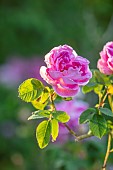 VILLAGE FARM HOUSE, GLOUCESTERSHIRE: PINK FLOWERS OF ROSE, ROSA CERISE BOUQUET, SPRING, MAY, BLOOMS, FLOWERING, BLOOMING, SHRUBS