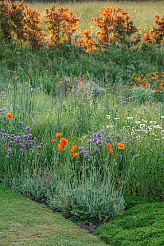 SILVER_STREET_FARM_DEVON_DESIGNER_ALASDAIR_CAMERON__CAMOMILE_MOUND_CHIVES_POPPIES_ALLIUMS_DAWN_SUNSE