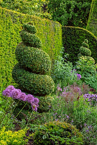 YORK_GATE_YORKSHIRE_HERB_GARDEN_CLIPPED_TOPIARY_BOX__YEW_HEDGES_HEDGING_SUMMER_JUNE_ALLIUMS